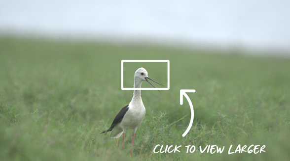 保留细节和清晰度